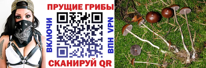 закладки  блэк спрут рабочий сайт  Галлюциногенные грибы прущие грибы  Россошь 